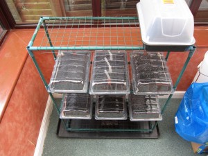 Seed trays in the sun room